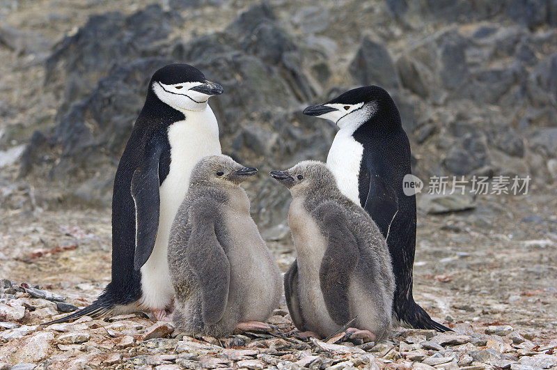 南极企鹅(Pygoscelis Antarctic)是一种栖息在南太平洋和南冰洋的岛屿和海岸上的企鹅。它的名字源于它头部下面狭窄的黑色带，这使它看起来像是